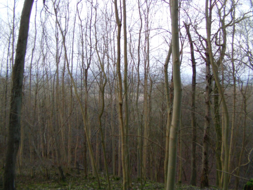 Forestry coppice