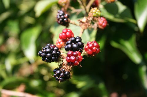 foraging berries