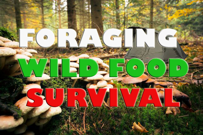 Foraging wild food for survival