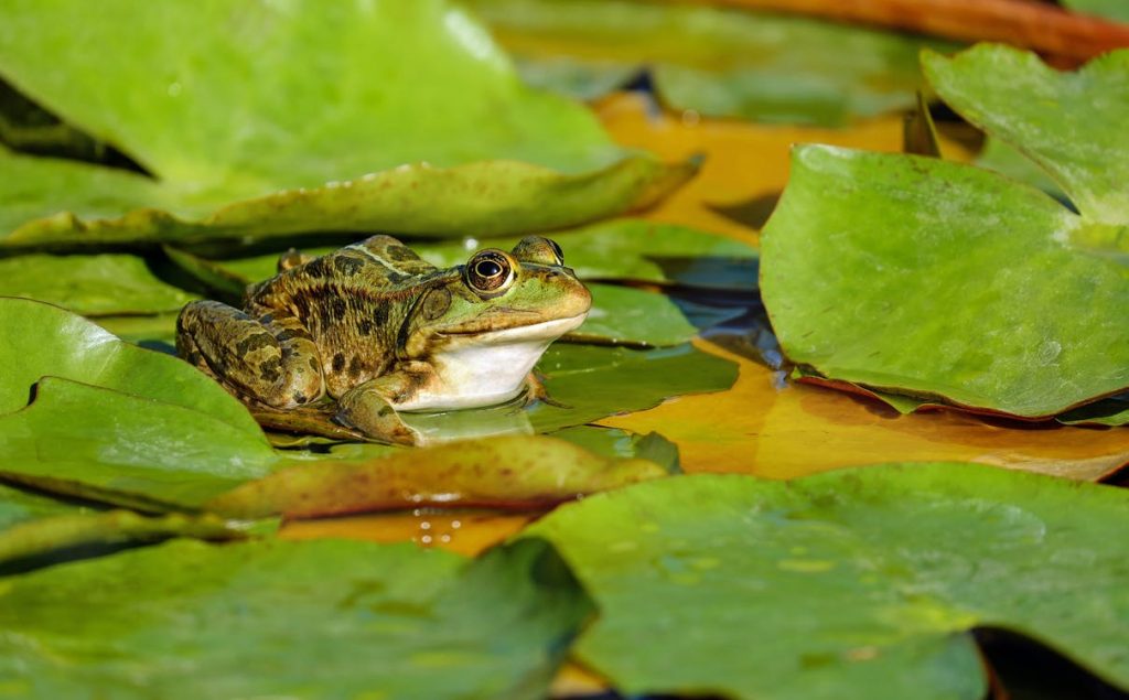 Foraging frogs