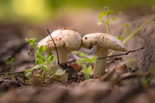 Foraging for mushrooms